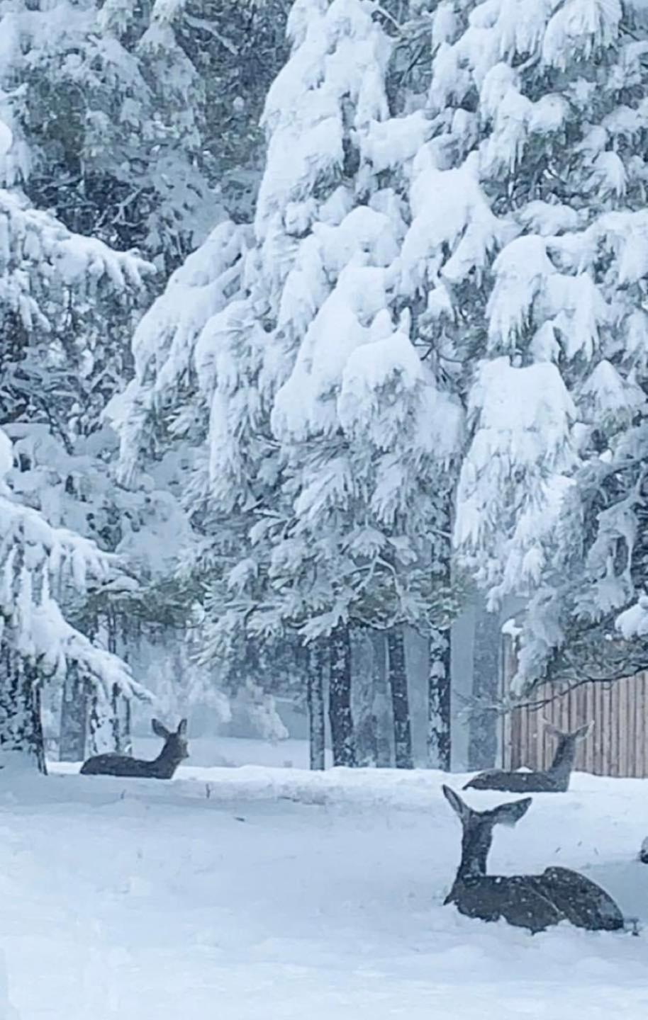 Kathys Cabin, King Bed, Hot Tub, Near-Nau & Downtown Attractions, Perfect Year-Round Mountain Getaway Flagstaff Exterior foto